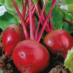 Puede incluir: Tres remolachas rojas con hojas verdes, recién cosechadas del jardín.