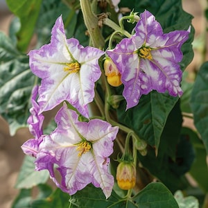 Ornamental Eggplant Seeds Solanum Melongena Decorative Garden Plant Indoor Outdoor