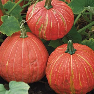 Red Etampes Pumpkin Seeds Cucurbita Maxima Edible Ornamental Variety for Garden Indoor