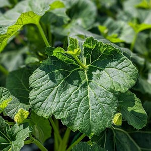 Può includere: Primo piano di una grande foglia verde venata con un piccolo germoglio verde chiaro che cresce dallo stelo. La foglia è a fuoco, mentre lo sfondo è sfocato.