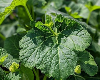 Zucchini 'Cocozelle di Tripolis' (Cucurbita pepo) seeds Zucchini 'Cocozelle di Tripolis' (Cucurbita pepo) seeds