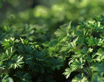 Semi di pastinaca Pastinaca sativa Varietà Guernsey Radice invernale Ortaggio per giardino Culinario Aromatico Esterno
