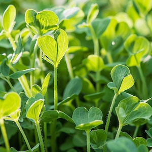 Op de afbeelding: Close-up van een veld met levendige groene erwtenspruiten die in het zonlicht groeien.