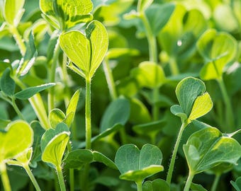 Puede incluir: Primer plano de un campo de brotes de guisantes verdes vibrantes que crecen a la luz del sol.