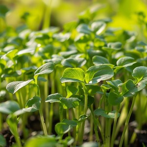 Organic Garden Cress Seeds Lepidium Sativum Culinary Herb for Indoor Outdoor Gardening