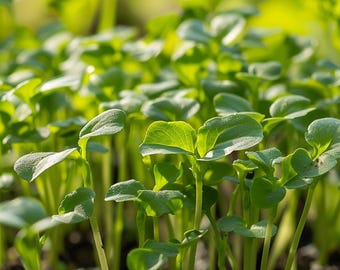 Biologische tuinkerszaden Lepidium Sativum, keukenkruid voor binnen en buiten