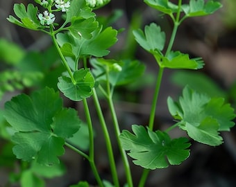 Organiczne nasiona kolendry Coriandrum Sativum, przyprawa kulinarna do ogrodu, wnętrz i na zewnątrz