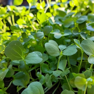 Wild Rocket Seeds Diplotaxis Tenuifolia Peppery Arugula Herb Garden Culinary Aromatic Indoor Outdoor