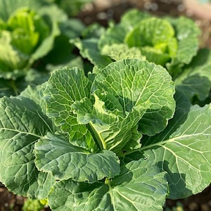 Organic Winter Hardy Kale Seeds Brassica Oleracea var. Acephala sabellica Curly Kale for Autumn Garden