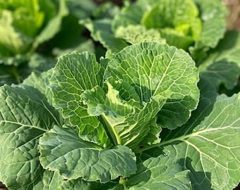 Può includere: Primo piano di una pianta di cavolo verde vibrante con foglie grandi e arricciate. Le foglie sono disposte a spirale, creando una texture visivamente accattivante.