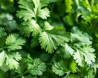 Nasiona kolendry Coriandrum Sativum Zioło Przyprawa Aromatyczna Kulinarna Ogród Wewnątrz Na Zewnątrz