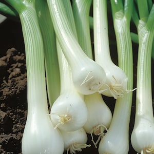 White Bunching Onion Seeds Allium Cepa Scallion Spring Onion for Garden Culinary Herb Indoor Outdoor