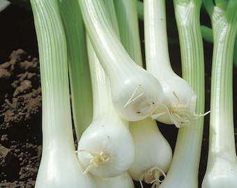 White Bunching Onion Seeds Allium Cepa Scallion Spring Onion for Garden Culinary Herb Indoor Outdoor