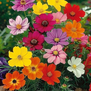 Organic Cosmos Sensation Seeds Cosmos Bipinnatus Annual Garden Flower Mixed Varieties Pollinator Friendly Easy to
