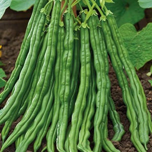 Yard Long Bean Seeds Vigna Sesquipedalis Climbing String Bean Kousenband for Garden Outdoor Vining