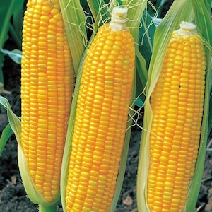 Golden Bantam Sweetcorn Seeds Zea Mays Suikermais Sweet Corn for Garden