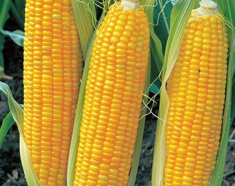 May include: Three ears of yellow corn, still in their husks, are arranged vertically. The corn is ripe and ready to be harvested.