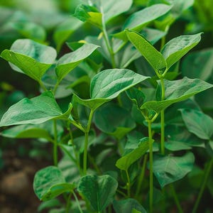 Water Spinach Seeds Ipomoea Aquatica Aquatic Vegetable Garden Climbing Plant Culinary Herb Outdoor