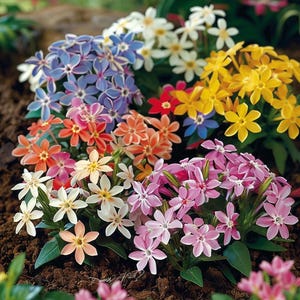 Phlox Twinkle Mixed Seeds Phlox Cuspidata Garden Outdoor Perennial Flower Aromatic Butterfly
