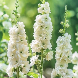 Weiße Sommerblumensamen mischen verschiedene weiße einjährige botanische Gartenblumen für den aromatischen Innensommer