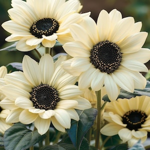 ムーンウォーカーひまわりの種 Helianthus annuus 黄色の枝分かれした屋外ガーデン観賞用花