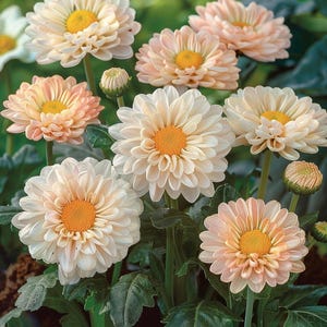 Marguerite Daisy Seeds Chrysanthemum Leucanthemum Outdoor Garden Perennial Flowers for Borders and