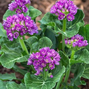 Purple Summer Broccoli Seeds Brassica oleracea Culinary Ornamental Garden Vegetable Purple Broccoli Indoor Outdoor