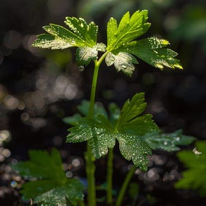 Organiczna włoska pietruszka Petroselinum Crispum Nasiona Aromatyczne kulinarne zioło do ogrodu wewnątrz i na zewnątrz