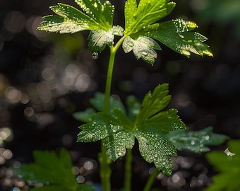 Può includere: Primo piano di una pianta di prezzemolo verde con gocce d'acqua sulle foglie. La pianta sta crescendo in un terreno marrone scuro.