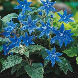 Organic Borage Seeds Borago Officinalis Komkommerkruid Blue Edible Flowers Culinary Herb for Garden Indoor