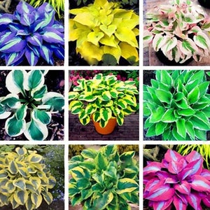 Peut inclure: Une collection de neuf plantes d'hosta différentes, chacune avec des motifs et des couleurs de feuilles uniques. Les plantes sont disposées en grille, avec trois rangées et trois colonnes. Les hostas sont un choix populaire pour les jardins ombragés, car ils sont connus pour leur feuillage attrayant et leur entretien facile.