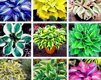 Semi misti di Hosta perenni da copertura del terreno, mix di colori e specie