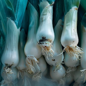 ネギの種子 アリウム ポルム 秋播き 耐霜性 Prei 野菜園 屋内
