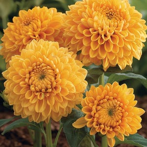矮性ひまわりの種 Helianthus Annuus Sungold 八重咲き コンパクト 庭 観賞用 屋外