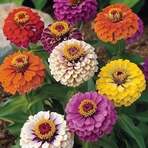 Giant Zinnia Seeds Zinnia elegans California Mix Kleurrijke Tuin Bloemen Buiten Eenjarig