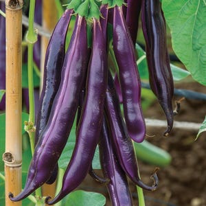 Purple Long Bean Seeds Vigna sesquipedalis Yardlong Bean Ornamental Climbing Plant Garden Seed