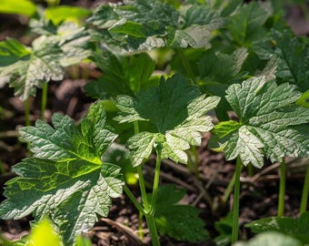 Può includere: Primo piano di un gruppo di piante verdi a foglia larga che crescono nel terreno. Le foglie sono grandi e hanno un bordo leggermente seghettato.