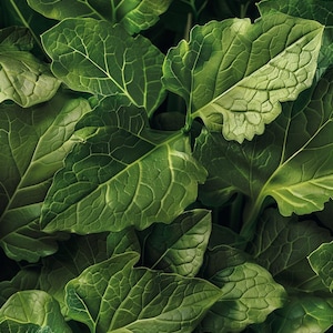 Organic Arugula Seeds Eruca Sativa Rocket Salad Spicy for Garden Indoor Outdoor