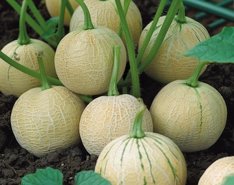 Melone Alacati Dalla Turchia - DOLCE Come Il MIELE - 5+ Semi - Foto 11