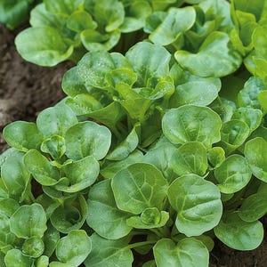 Pode incluir: Close-up de um pedaço de vegetais de folhas verdes crescendo no jardim. As folhas são redondas e têm uma textura ligeiramente enrugada.