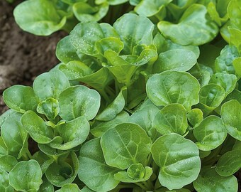 Dutch Corn Salad Seeds (Lamb's Lettuce / Mache) – 200+ Seeds For Fast Growing, Cold Resistant Salad Greens