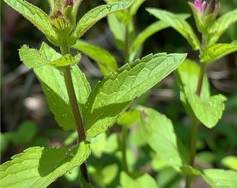 Semi di menta verde Mentha Spicata Giardino di erbe aromatiche Pianta da tè da interno ed esterno