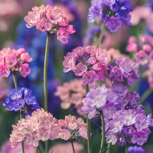 Semi di statice Limonium sinuatum Pacific Variety Garden Fiori secchi Lamsoor