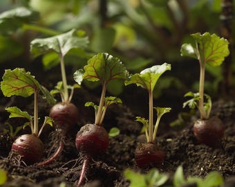 Könnte beinhalten: Nahaufnahme von jungen Rote-Bete-Pflanzen, die in reichem braunen Boden wachsen. Die Blätter der Rote Bete sind grün mit roten Adern, und die Rote-Bete-Wurzeln sind tiefrot.