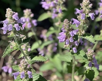 Catmint, Nepeta Cataria, In Pot Stock Photo - Foto 6