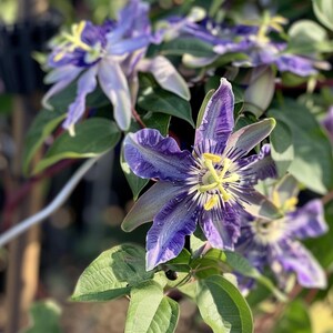 Passionsblume Samen Passiflora Caerulea Blau Passionsblume Klettern Rebe für Garten Indoor Outdoor Aromatische Staude