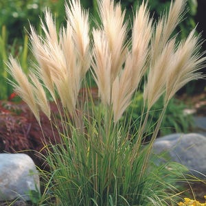 Pferdeschwanz Grassamen Stipa Tenuissima Ziergras für den Innen- und Außenbereich
