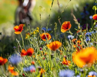 Mistura de sementes orgânicas de flores silvestres para jardim de polinizadores em prados BIO Wildbloemen Mengsel