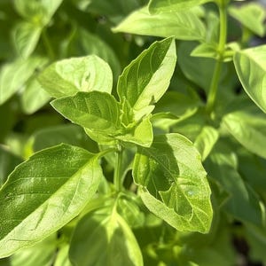 Biologische Italiaanse basilicumzaden Ocimum basilicum Classico Aromatisch keukenkruid voor binnenkweek