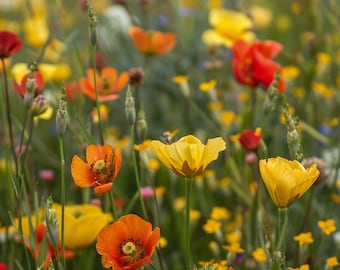Mistura de sementes de flores silvestres com Linum usitatissimum, atrai borboletas e abelhas, ideal para jardins externos e para atrair polinizadores.
